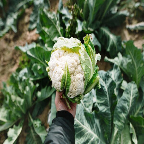 image choux fleur blanc