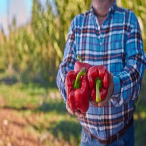 img-poivronrougecharnu Poivron rouge charnu (500g)