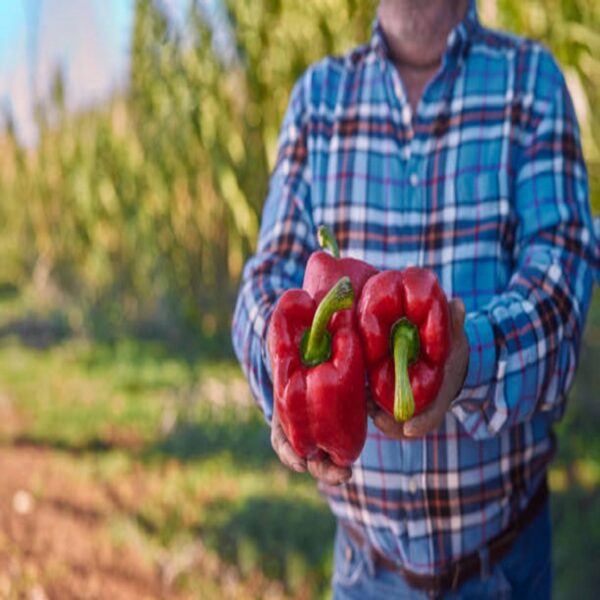 Poivron rouge charnu (500g)