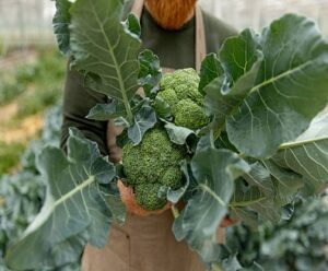 Brocoli EARL Aux 4 Vents