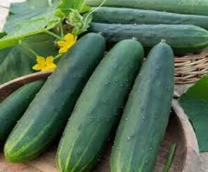 image concombre