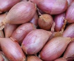 echalote fraiche