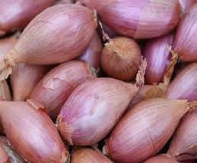 echalote fraiche