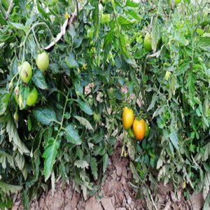 Fresh img-pommegoldengarden img-pommegolden