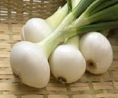 oignon frais